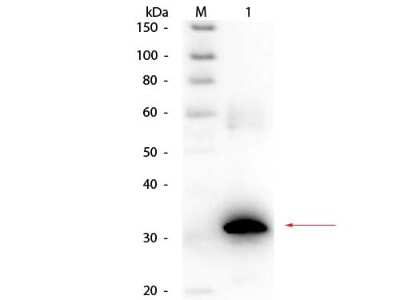 Western Blot: Carbonic Anhydrase II/CA2 Antibody [Biotin] [NB200-607] - Lane 1: Carbonic Anhydrase II. Load: 50 ng per lane. Primary antibody: Rabbit anti-Carbonic Anhydrase II Antibody Biotin Conjugated at 1:1,000 overnight at 4C. Secondary antibody: HRP streptavidin secondary antibody at 1:40,000 for 30 min at RT. Block: incubated with blocking buffer for 30 min at RT. Predicted/Observed size: 29 kDa, 32 kDa for Carbonic Anhydrase II.